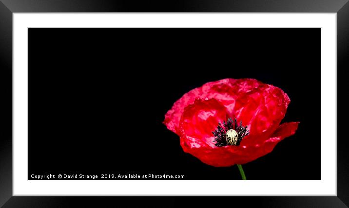 British Red Poppy Framed Mounted Print by David Strange