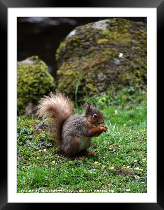 Red Squirrel Framed Mounted Print by Neil Ravenscroft