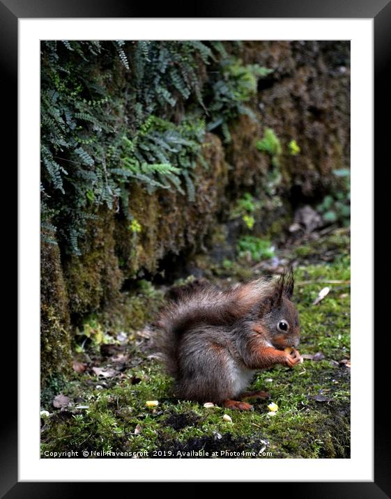 Red Squirrel Framed Mounted Print by Neil Ravenscroft