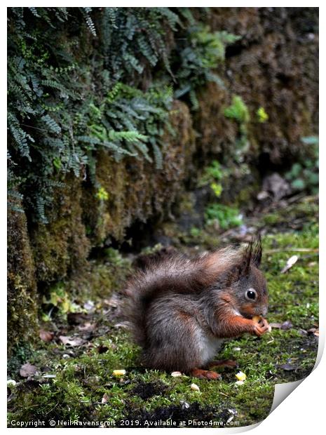 Red Squirrel Print by Neil Ravenscroft