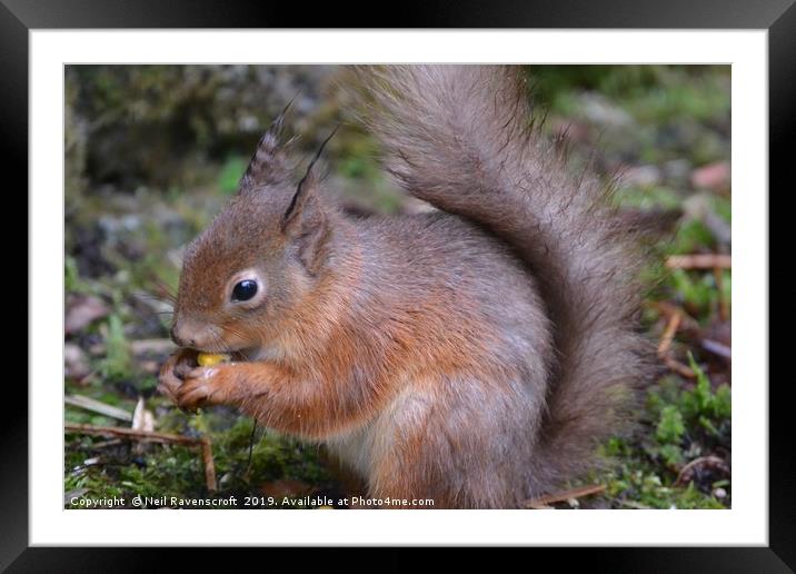 Red Squirrel  Framed Mounted Print by Neil Ravenscroft