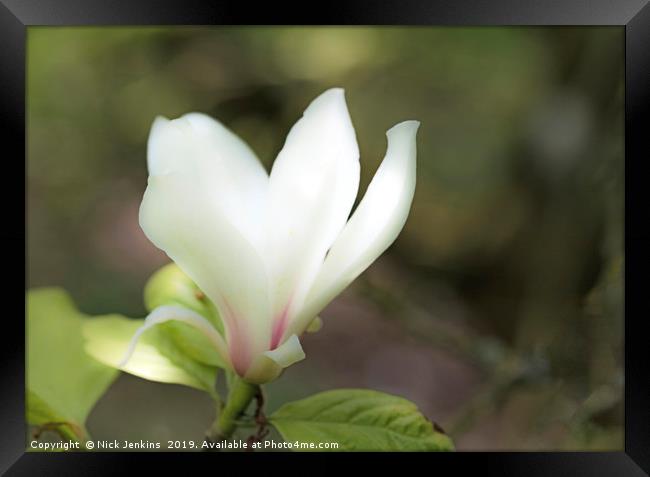 The Single White Magnolia Flower in Spring Framed Print by Nick Jenkins