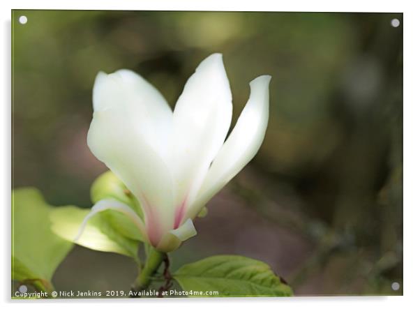 The Single White Magnolia Flower in Spring Acrylic by Nick Jenkins