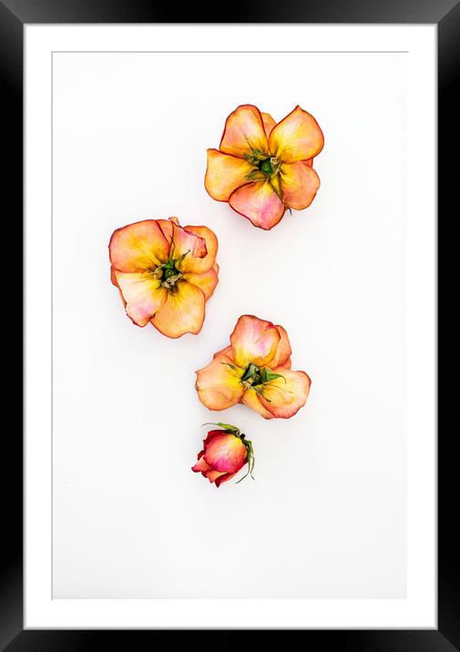 Dry Roses Framed Mounted Print by Svetlana Sewell