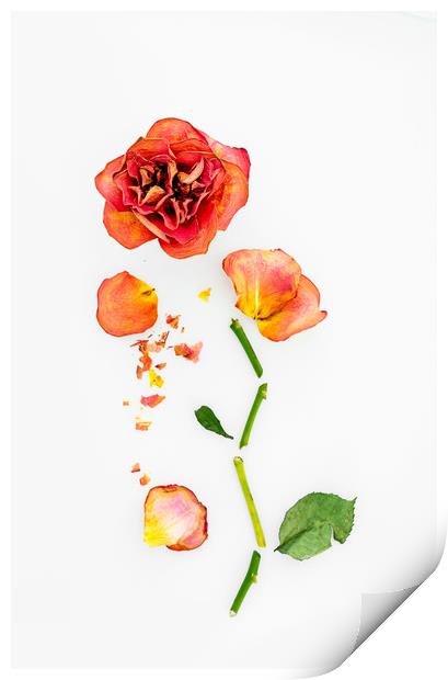 Dry Roses Print by Svetlana Sewell