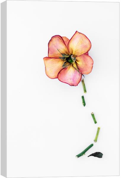 Dry Rose Canvas Print by Svetlana Sewell