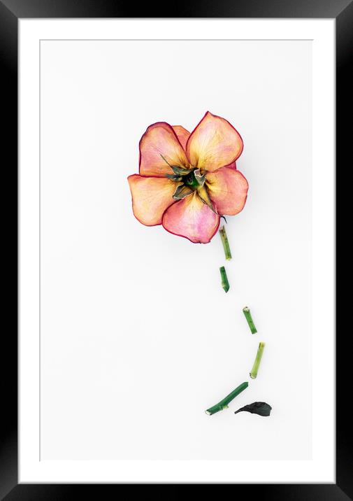 Dry Rose Framed Mounted Print by Svetlana Sewell