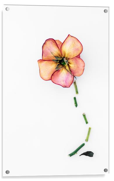 Dry Rose Acrylic by Svetlana Sewell