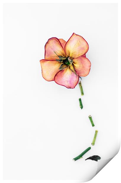 Dry Rose Print by Svetlana Sewell