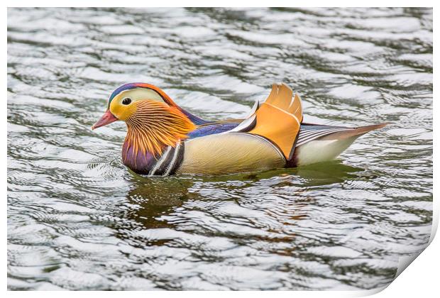 Mandarin Duck Print by David Hare