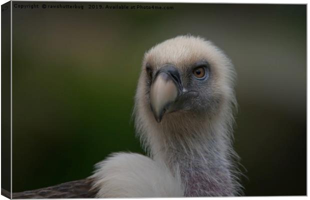 Face Of A Griffon Vulture Canvas Print by rawshutterbug 