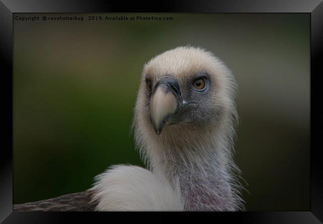 Face Of A Griffon Vulture Framed Print by rawshutterbug 