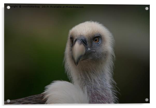 Face Of A Griffon Vulture Acrylic by rawshutterbug 