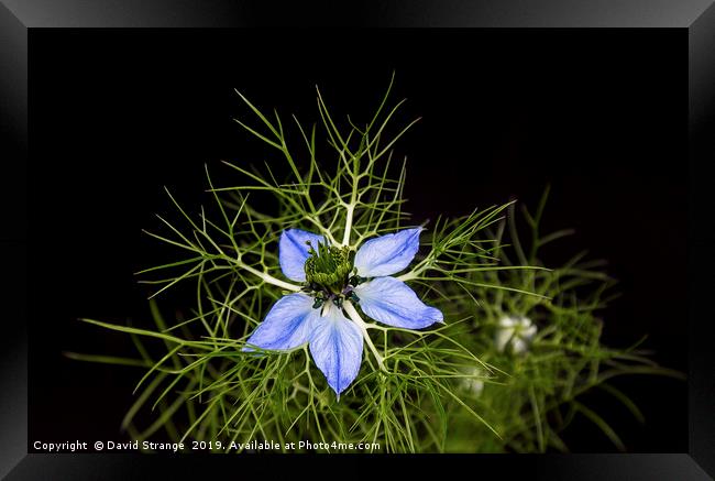 Love in the Mist Framed Print by David Strange