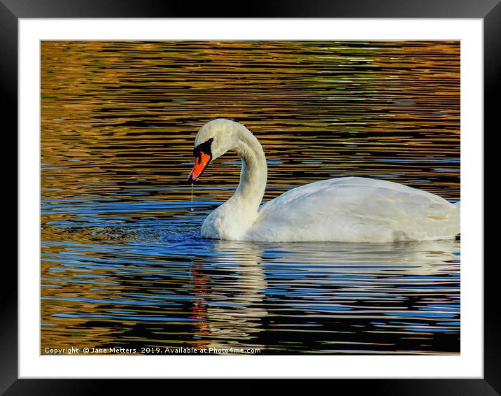 Elegance on Water Framed Mounted Print by Jane Metters