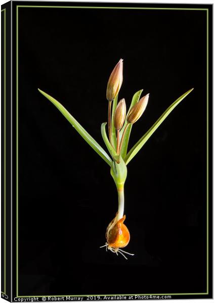 Species Tulip on Black Canvas Print by Robert Murray