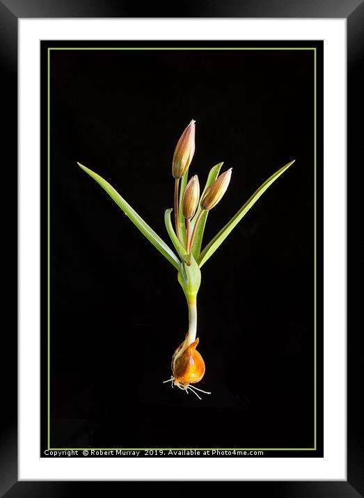Species Tulip on Black Framed Mounted Print by Robert Murray