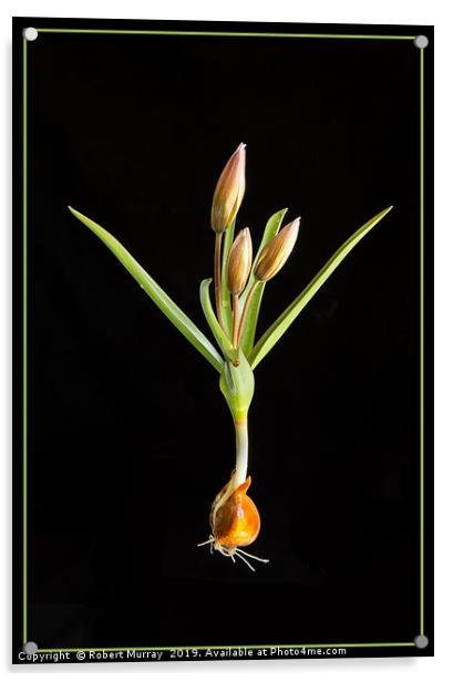 Species Tulip on Black Acrylic by Robert Murray