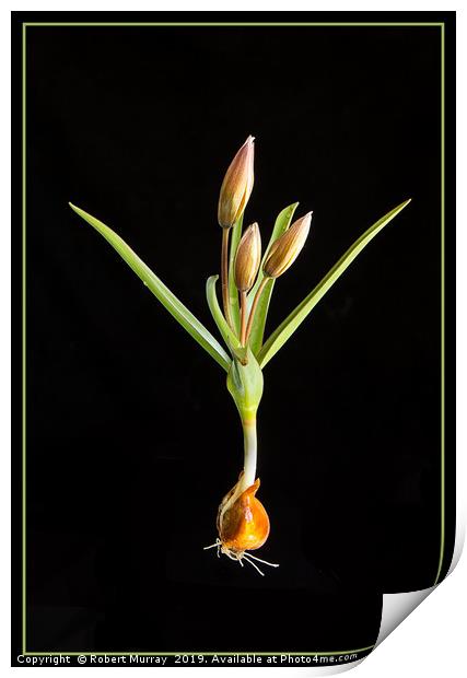 Species Tulip on Black Print by Robert Murray