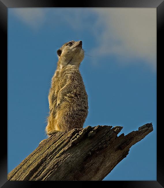 Slender-tailed Meerkat Framed Print by Geoff Storey