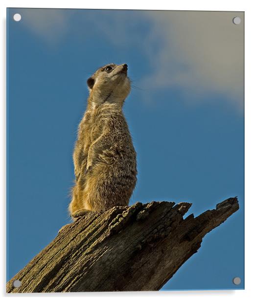Slender-tailed Meerkat Acrylic by Geoff Storey