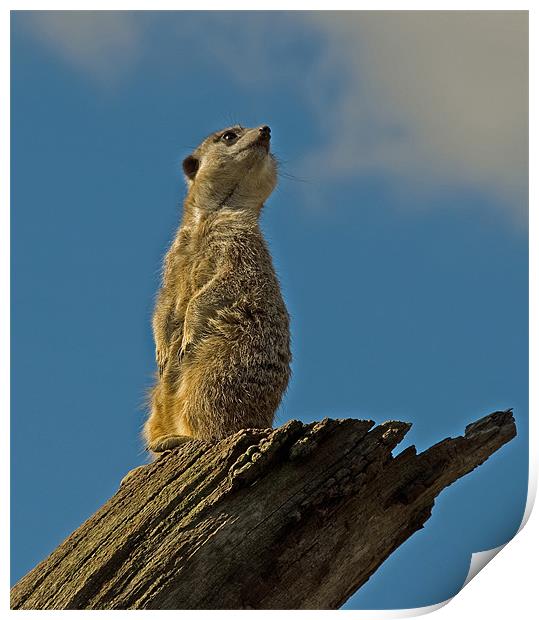 Slender-tailed Meerkat Print by Geoff Storey