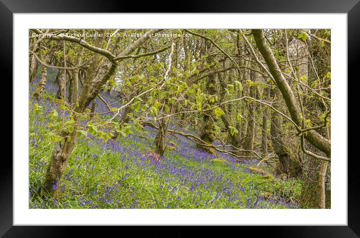 Springtime Bluebell Wood Framed Mounted Print by Richard Laidler