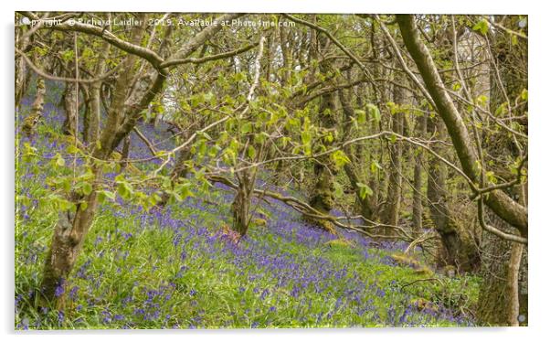 Springtime Bluebell Wood Acrylic by Richard Laidler
