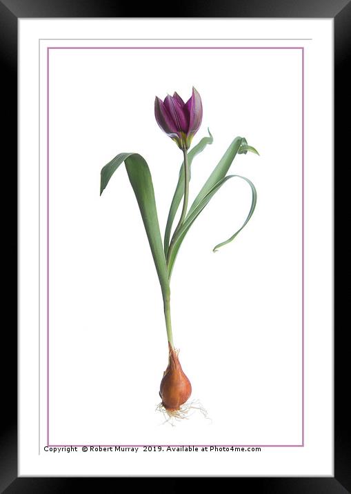 Red Species Tulip Botanical Framed Mounted Print by Robert Murray