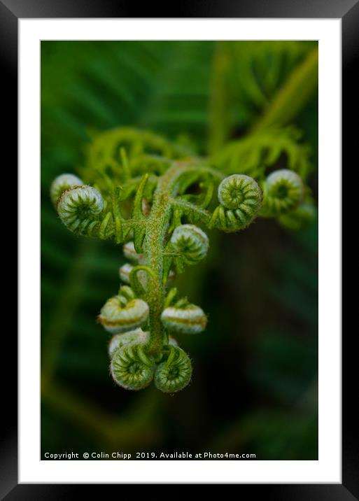 Hedgerow fern Framed Mounted Print by Colin Chipp