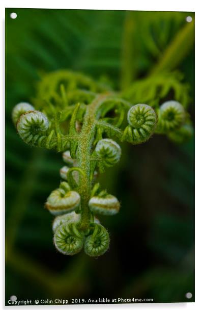 Hedgerow fern Acrylic by Colin Chipp