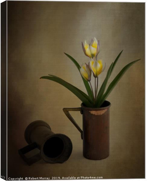 Tulip in old copper cup 2 Canvas Print by Robert Murray
