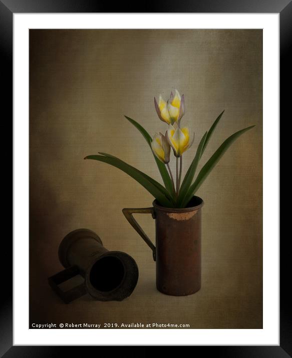 Tulip in old copper cup 2 Framed Mounted Print by Robert Murray