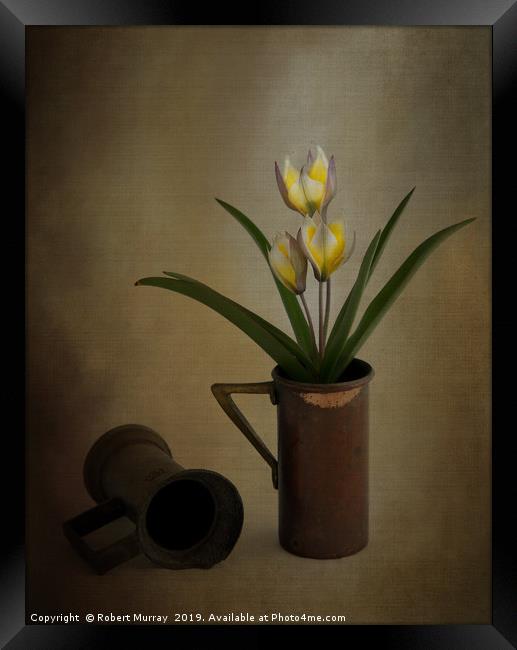 Tulip in old copper cup 2 Framed Print by Robert Murray
