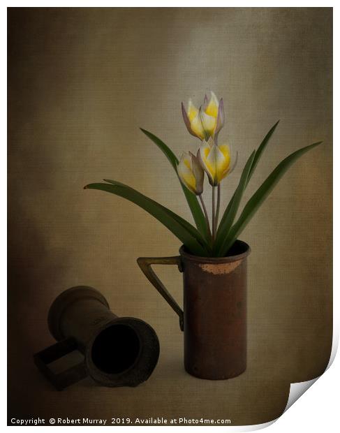 Tulip in old copper cup 2 Print by Robert Murray