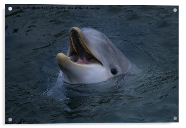  Happy Dolphin  Acrylic by rawshutterbug 