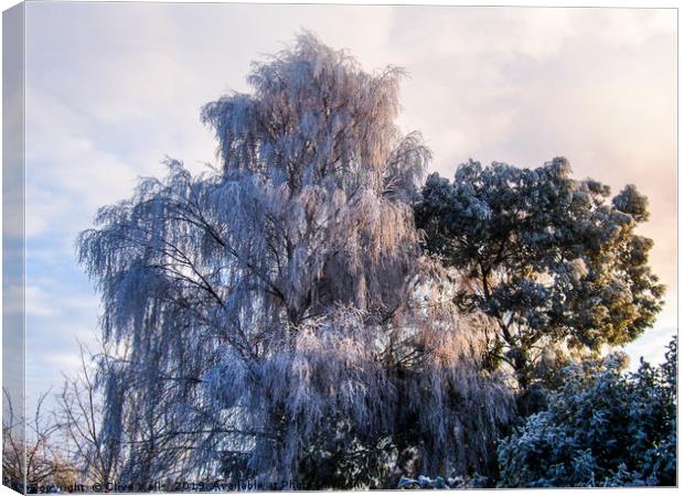 Frozen tree seen in winter in back garden Canvas Print by Clive Wells