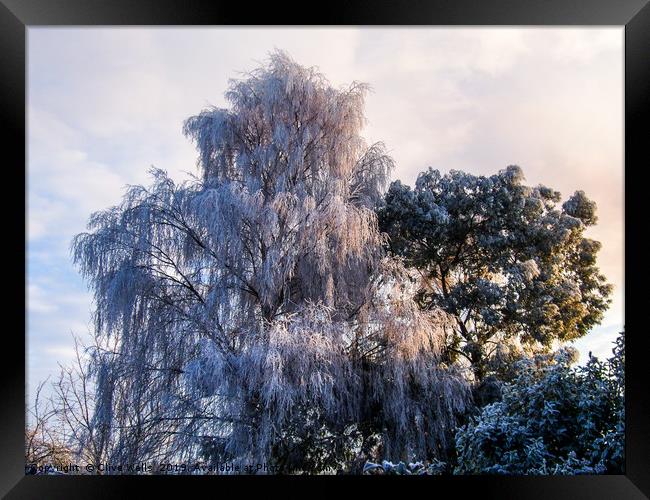 Frozen tree seen in winter in back garden Framed Print by Clive Wells