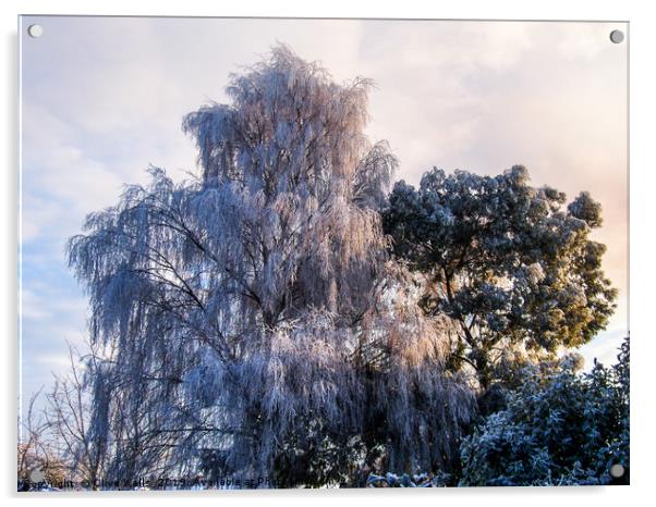Frozen tree seen in winter in back garden Acrylic by Clive Wells