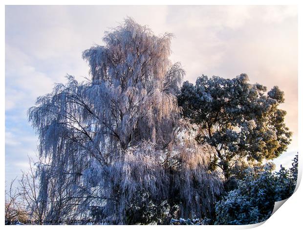Frozen tree seen in winter in back garden Print by Clive Wells