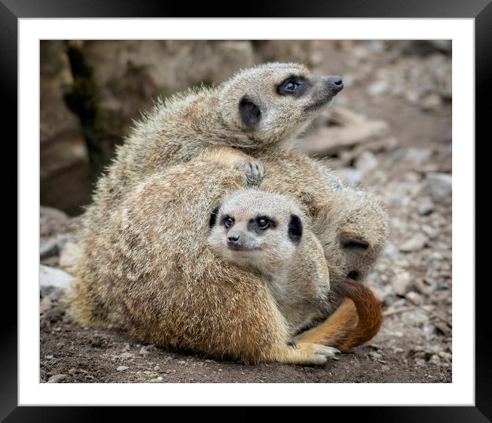 Love Of Meerkats Framed Mounted Print by Jonathan Thirkell
