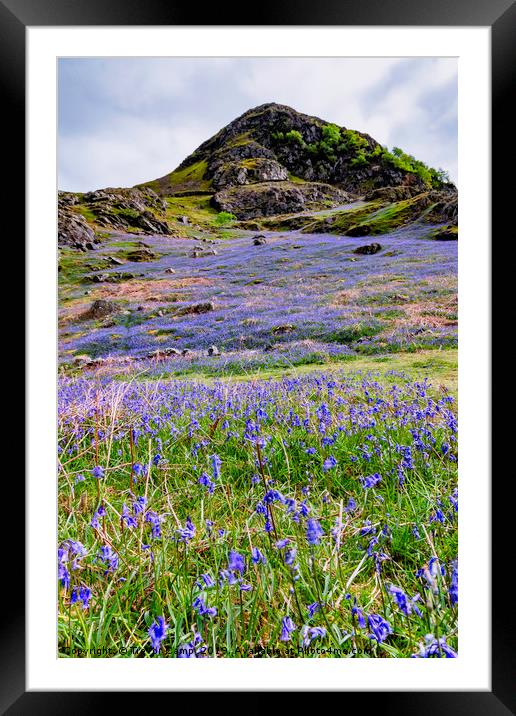 Rannerdale Bluebells - 01 Framed Mounted Print by Trevor Camp