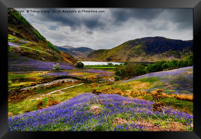 Rannerdale Bluebells 03 Framed Print by Trevor Camp