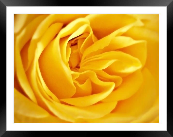 Golden Rose Petals. Framed Mounted Print by Aj’s Images