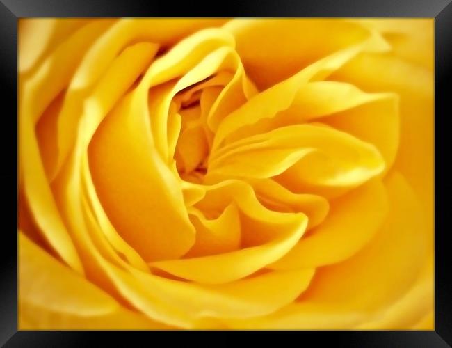 Golden Rose Petals. Framed Print by Aj’s Images