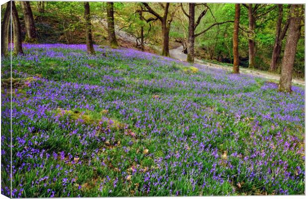 Yorkshire Bluebells Canvas Print by Diana Mower