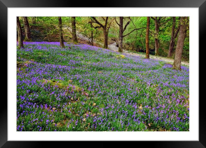 Yorkshire Bluebells Framed Mounted Print by Diana Mower