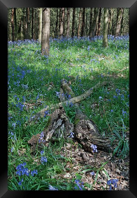 Bluebell Woods Framed Print by Ann Garrett
