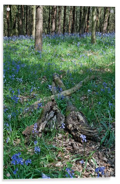 Bluebell Woods Acrylic by Ann Garrett