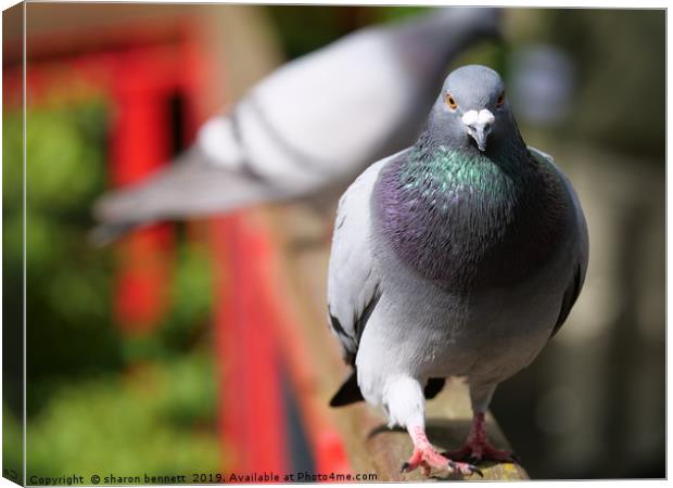 Pigeon Canvas Print by sharon bennett